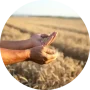 انواع بذر ارگانیک